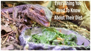 'Complete Bearded Dragon Diet Guide 2020'