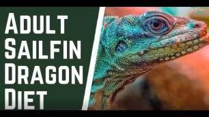 'Sailfin Dragon Diet Requirements - What your reptile pets needs and what it can eat.'