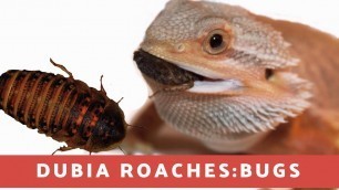 'Raising Dubia roaches (bugs): bearded dragon food'