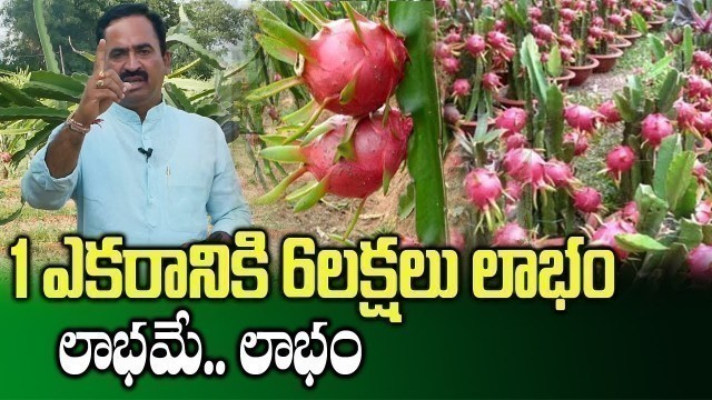 'Profits Of Cultivating Dragon Fruit || Dragon Fruit Farming || SumanTV Rythu'