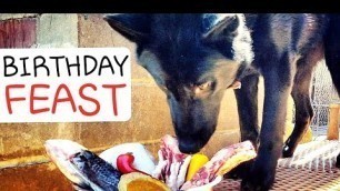 'How I Feed RAW Food to My Dogs on Their Birthday - Ulu\'s Birthday Mukbang Feast'