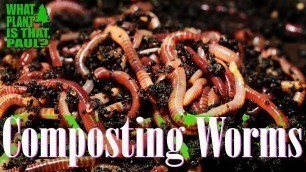 'Composting WORMS create FOOD for DRAGON FRUIT ( and other plants )'