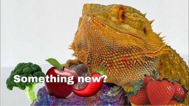 'Bearded Dragon Tries New Foods! // Meet Uncle Jesse!!'