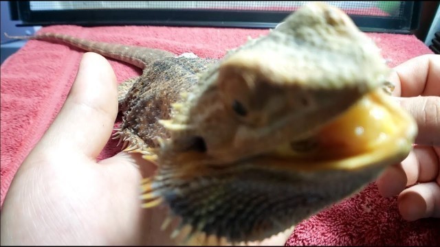 'Neglected Dying Bearded Dragon RESCUE Day 1 | Starving For Food'
