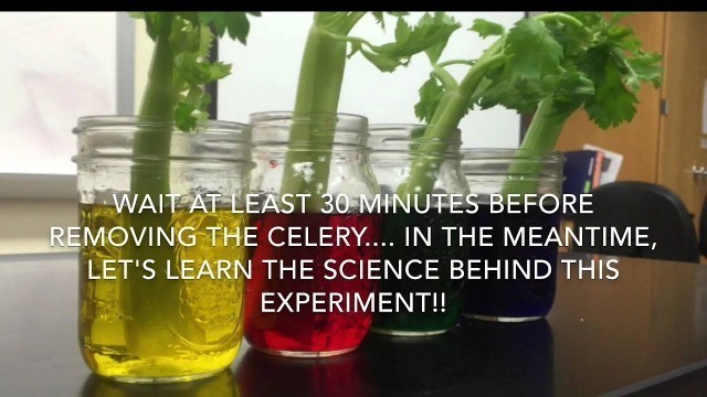 'Celery and Food Coloring Experiment'