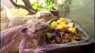 'Bearded Dragon\'s - Meal Time'