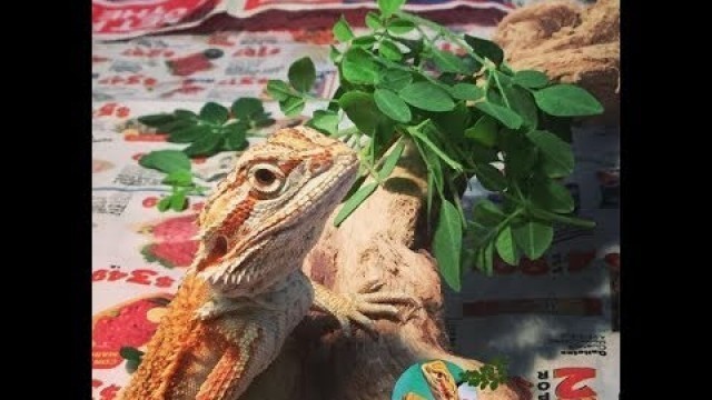 'Moringa Bearded Dragons (California) Super food MORINGA!'
