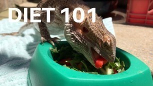 'DIET 101 | HOW AND WHAT TO FEED YOUR BEARDED DRAGON!'