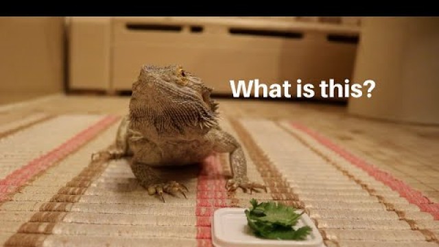 'BEARDED DRAGON TRIES NEW FOODS! **FAIL**'