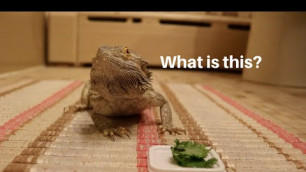 'BEARDED DRAGON TRIES NEW FOODS! **FAIL**'