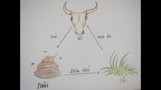 'vẽ chuỗi thức ăn giữa  bò và cỏ || Draw the food chain between cow and grass'