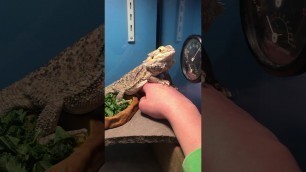 'Bearded dragon does not want food