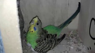 'Budgie Baby Growth Stages | Food Budgies Can Eat | Food Budgies Can Eat  (Urdu/Hindi)'