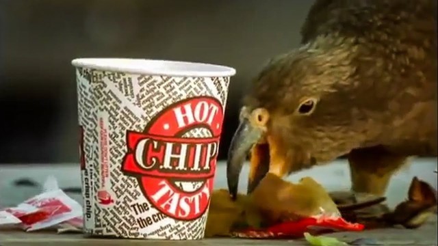 'Kea Parrots Eat Fast Food | The Smartest Parrot | BBC Earth'