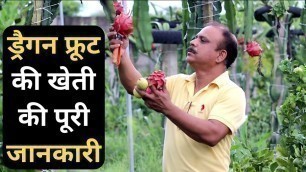 'ड्रैगन फ्रूट की खेती की पूरी जानकारी || dragon Fruit ki kheti || Dragon Fruit Farming in India'