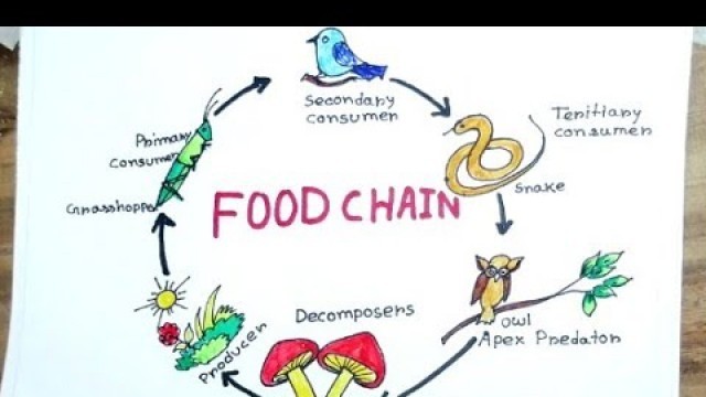 'Food Chain drawing easy, How to draw Food Chain diagram, How to draw Food Chain Diagram poster chart'