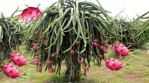 'Dragon Fruit Farming, Cultivation And Harvesting'