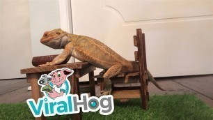 'Bearded Dragon Sits Down for Fancy Meal || ViralHog'