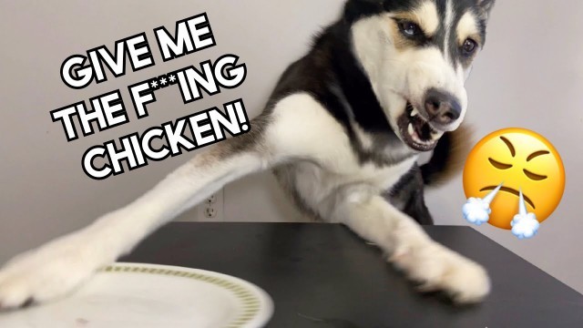 'Dog Reviews Food | THROWS Plate Off The Table!'