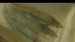 'Superfish: DNA-Altered Salmon Coming to Your Dinner Plate?'