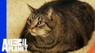 'Beau Nugget The Cat Starts His Difficult Weight Loss Journey | My Big Fat Pet Makeover'