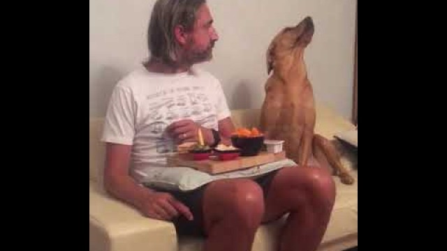 'Dog looks at its owners\' plate of food and then looks away as he gets caught | CONTENTbible #Shorts'