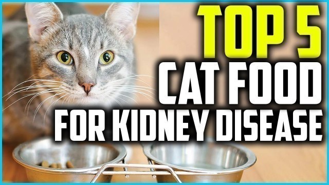 'Top 5 Best Cat Food for Kidney Disease in 2020'