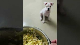 'Joey’s reaction to homemade dog food | White Boxer Puppy | Boxer Dog | Joey Theboxer'
