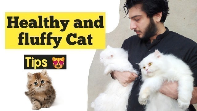 'How to make Persian Cat healthy and Fluffy | care for Persian cat | tips for happy and healthy cat'