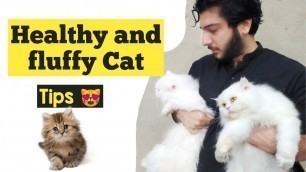 'How to make Persian Cat healthy and Fluffy | care for Persian cat | tips for happy and healthy cat'