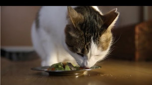 'homemade cat food - vegetables and liver ... ev yapımı kedi maması'