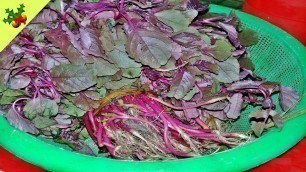 'Village Food Factory Youtube-How to Cook Red Spinach Recipe-Lak Shak Recipe Village Style Cooking-40'