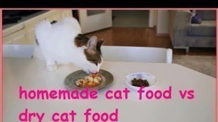 'homemade cat food vs dry cat food ... what will my cat choose?'