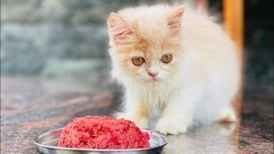'Home made cat food malayalam /cat food വീട്ടില്‍ തന്നെ ഉണ്ടാക്കാം /cat food /cat caring tips //'