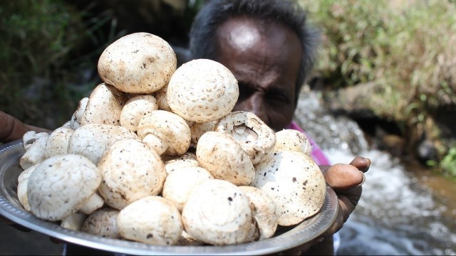 'Daddy prepare a MUSHROOM gravy in water falls/village food factory'