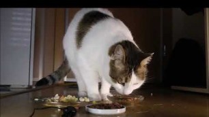'homemade cat food vs wet cat food vs dry cat food'