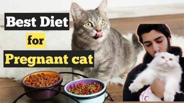 'Best Food / Diet for a Pregnant Cat | How to Care For a Pregnant Cat | Diet tips for Cats'