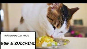'homemade cat food   egg and zucchini'