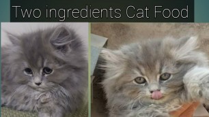'Two ingredients Cat food || Food for Pregnant Cat|| Persian Cat|| Homemade cat food'