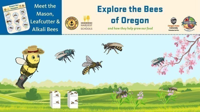 'Meet the Mason, Leafcutter, and Alkali Bees'