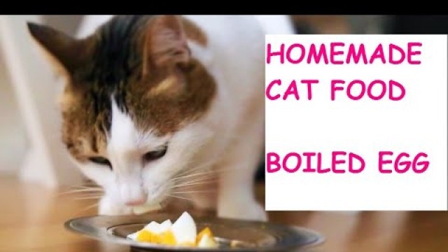 'homemade cat food - boiled egg'