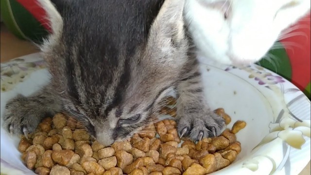 '3 Weeks Old Kitten Chewing Cat Food And Protecting His Plate With Tiny Paws'