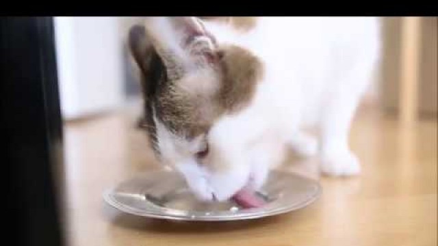 'homemade cat food - yoghurd ... ev yapımı kedi maması'