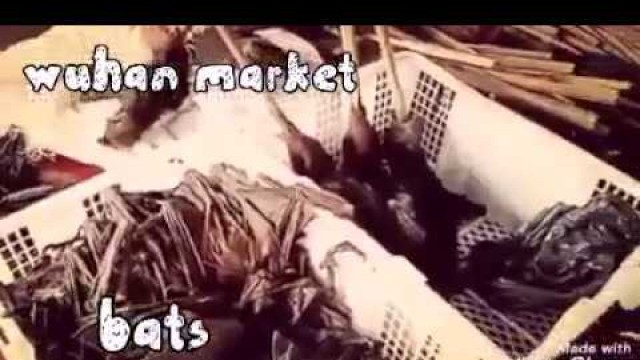 'WUHAN market - SNAKE FOODS'
