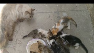 'Crazy Kittens Loving Homemade Cat Food They Follow Me Like Shadow'