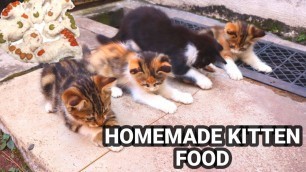 'Making Homemade Cat Food For Street Kitten'