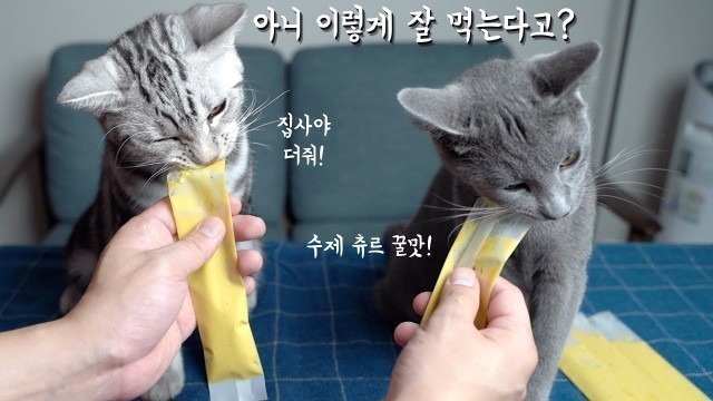 '수제 츄즈를 만들었는데 고양이들이 난리가 났습니다! - Homemade cat treats'