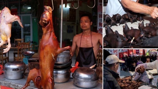 'Wuhan Market Reopen | Exotic Animal Markets Reopens in China | Coronavirus Origin'