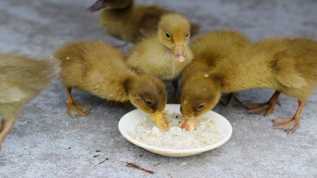 'Baby ducks favourite food ! Ducklings first feed after hatching !Care of Duck'