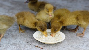 'Baby ducks favourite food ! Ducklings first feed after hatching !Care of Duck'